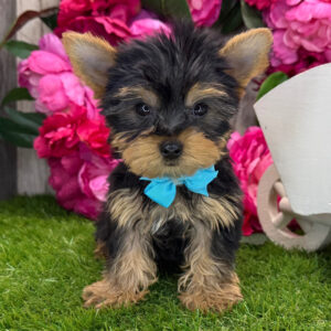 🐶 theo