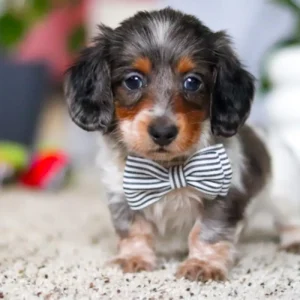 🐶 Meet This Charming Little Gentleman