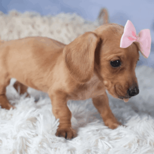 Female Dachshund Puppy