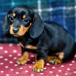 Adorable male Dachshund puppy