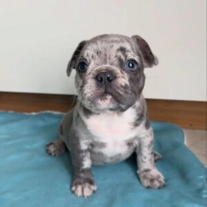 🐶 French Bulldog Puppy – Cream Female