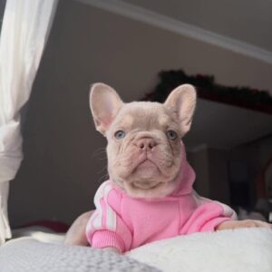 Lilac frenchie puppy