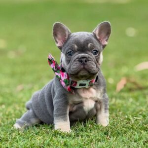 🐶Blue- tan frenchie puppy