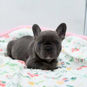 🐶French bulldog chocolate-Tan