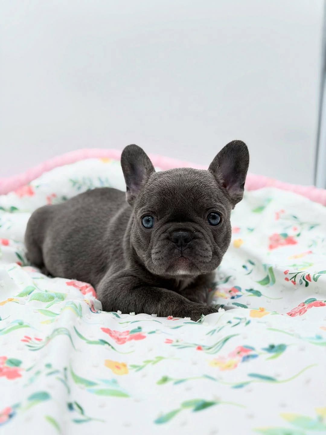 Mark-French bulldog
