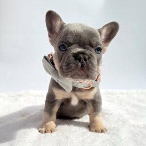 🐶 blue-tan frenchie puppy