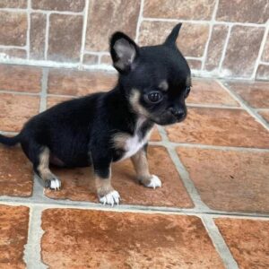 🐶black-brown mini Chihuahua puppy