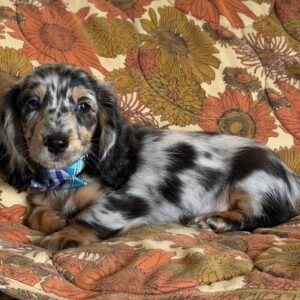 Blue Merle tricolor dachshund puppy