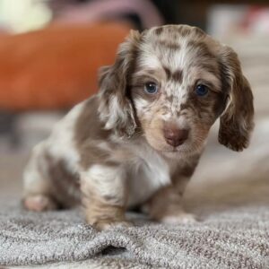 Chocolate dapple dachshund puppy