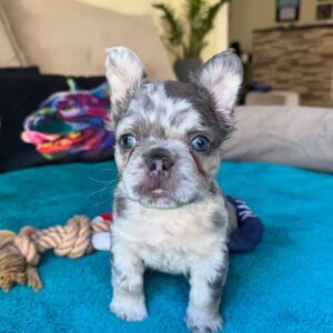 🐶Blue brindle fluffy frenchie puppy