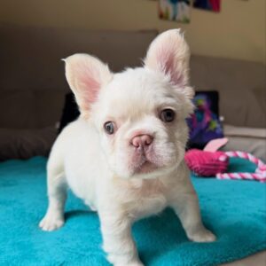 Cream fluffy frenchie puppy