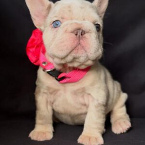 🐶Lilac frenchie puppy
