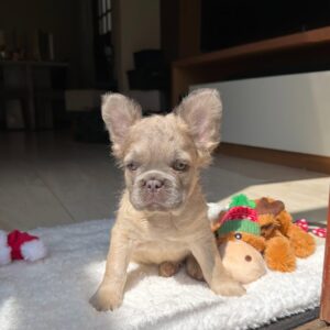 🐶Fawn color frenchie puppy