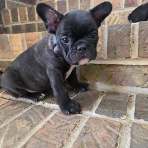 🐶 dark-brindle frenchie puppy