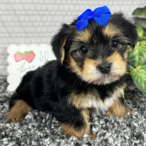 Anastasia 🐶